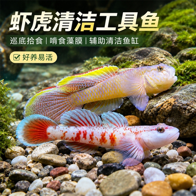 原生溪流子陵虾虎鱼好养耐活小型冷水淡水观赏鱼底层趴地虎工具鱼