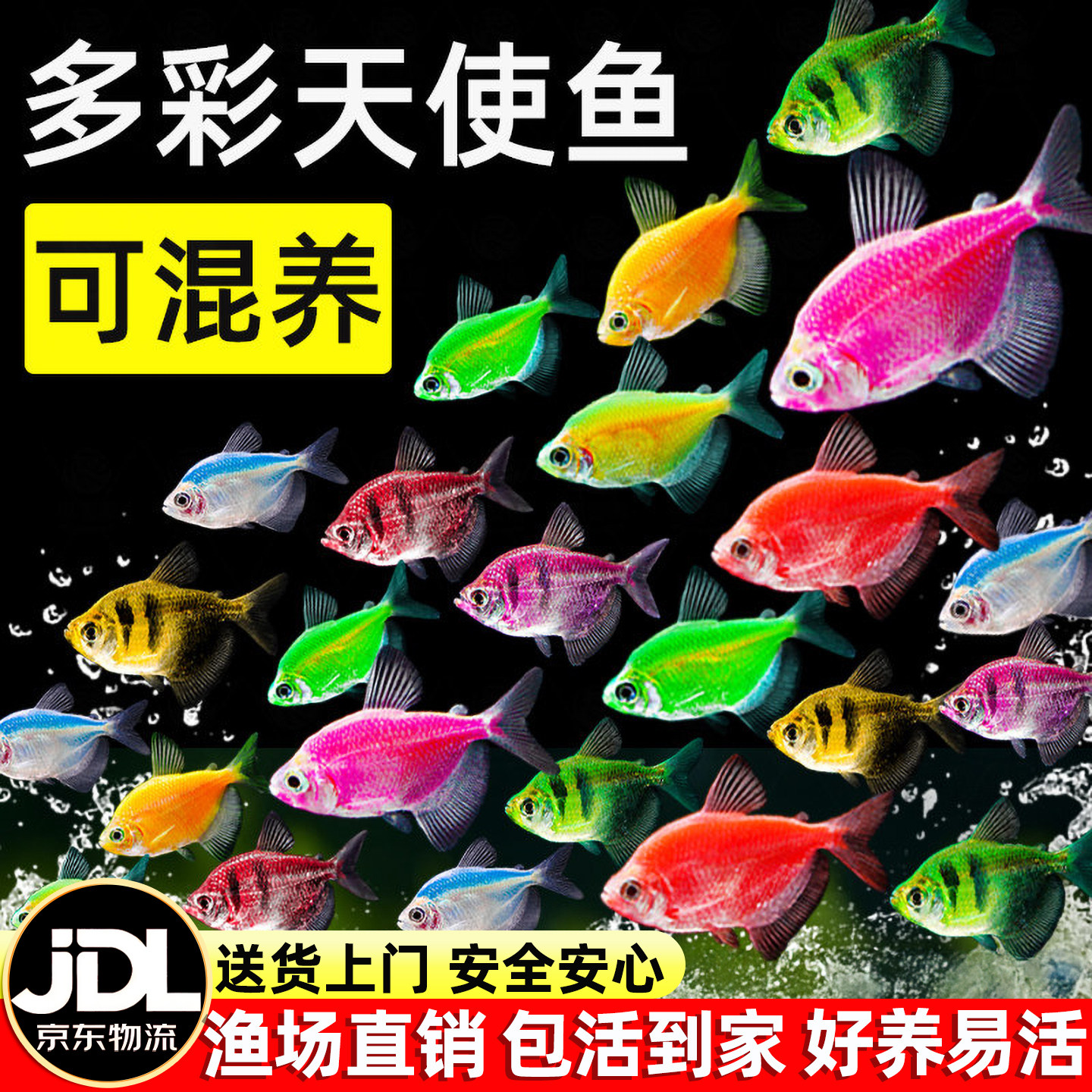 七彩糖果天使鱼热带鱼好养耐活冷水鱼小鱼活鱼苗观赏鱼金鱼群游鱼