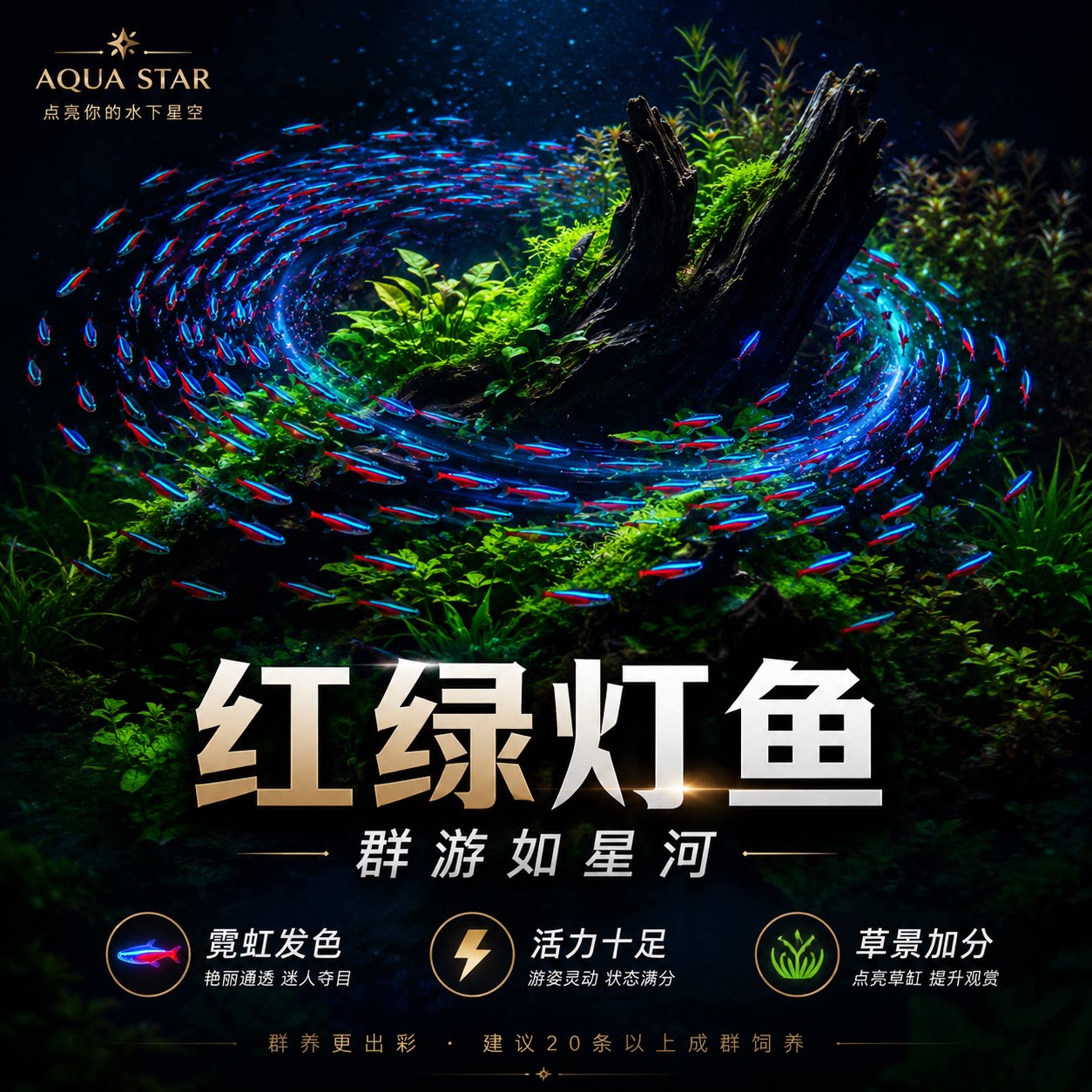 红绿灯鱼小型热带淡水鱼灯科鱼宝莲灯鱼群游鱼活体水族鱼苗观赏鱼