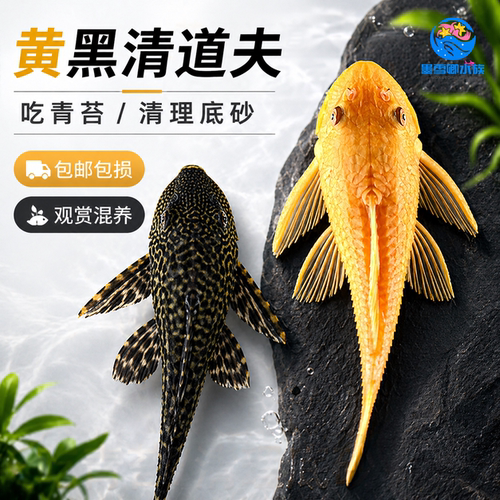 清道夫鱼吃鱼粪便吸盘便宜热带工具鱼清洁鱼缸容易饲养观赏鱼活体