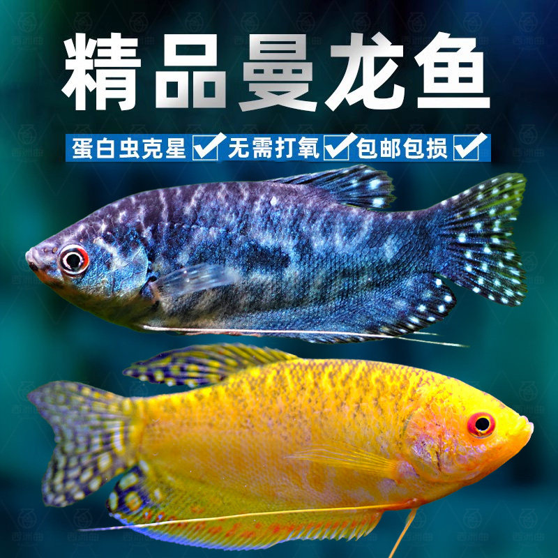 曼龙鱼热带观赏鱼黄曼龙蓝曼龙五彩血丽丽珍珠马甲球活小型淡水鱼