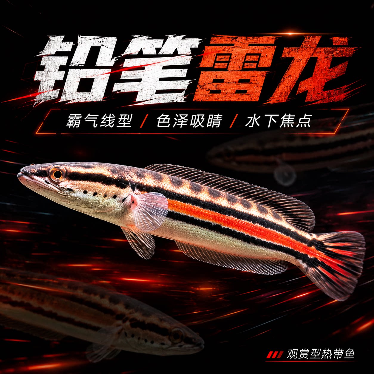 大铅笔鱼活鱼苗雷龙小盾鳢多曼大型凶猛肉食龙鱼热带观赏鱼好养