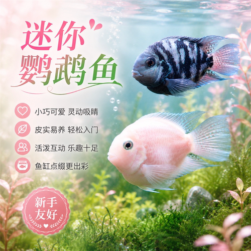 迷你鹦鹉鱼苗观赏鱼耐活小型热带鱼淡水鹦鹉鱼宝蓝白金可繁殖种鱼