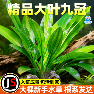水草植物鱼缸造景大九冠水草阴性水培植物净化水质迷你九冠后景草