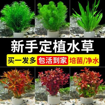 蜈蚣绿菊冒泡净水培菌新手装饰套餐鱼缸水草植物真草造景阴性水榕