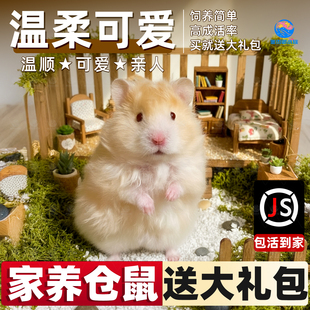 家养萌宠金丝熊网红小仓鼠活物可爱布丁三线银狐活宠鼠类宠物活体