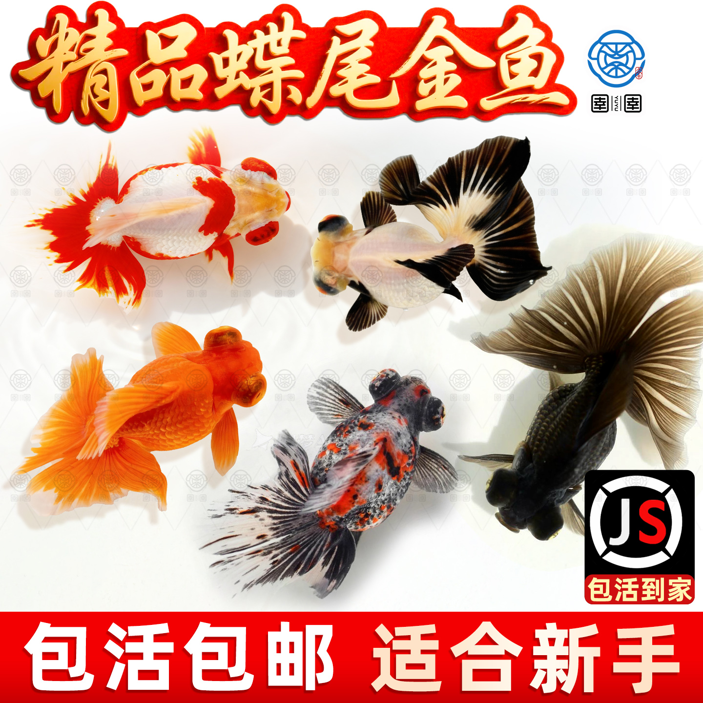 泰狮蝶尾金鱼活鱼冷水观赏鱼小型淡水新手好养耐活兰寿草金鱼苗