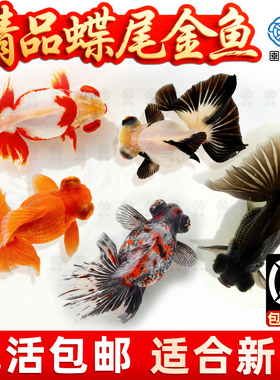 泰狮蝶尾金鱼活鱼冷水观赏鱼小型淡水新手好养耐活兰寿草金鱼苗