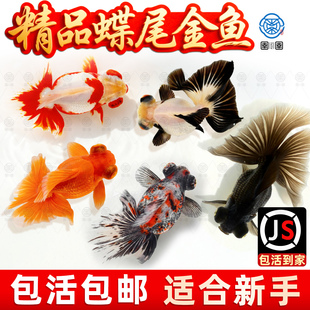 泰狮蝶尾金鱼活鱼冷水观赏鱼小型淡水新手好养耐活兰寿草金鱼苗