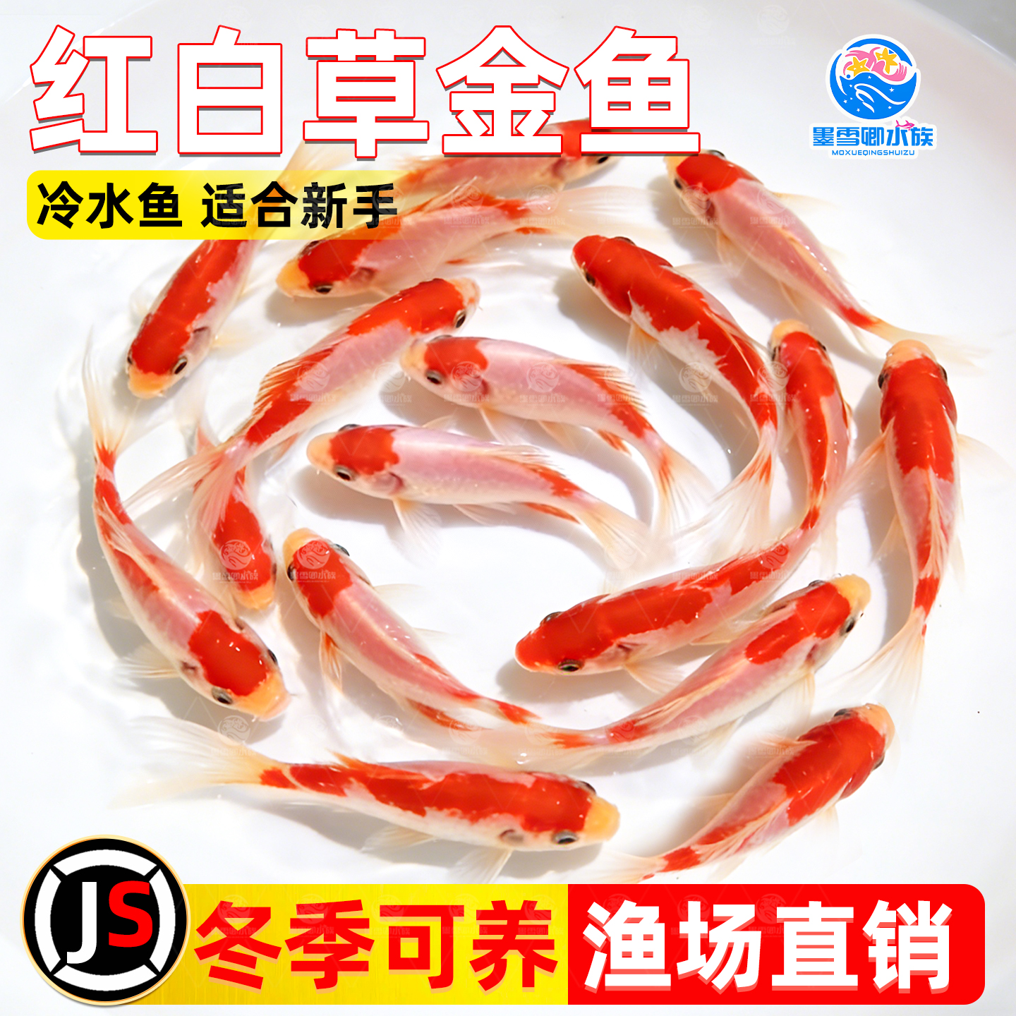 红白草金红白锦鲫观赏鱼冷水鱼淡水鱼小型鱼草金鱼小金鱼锦鲤鱼