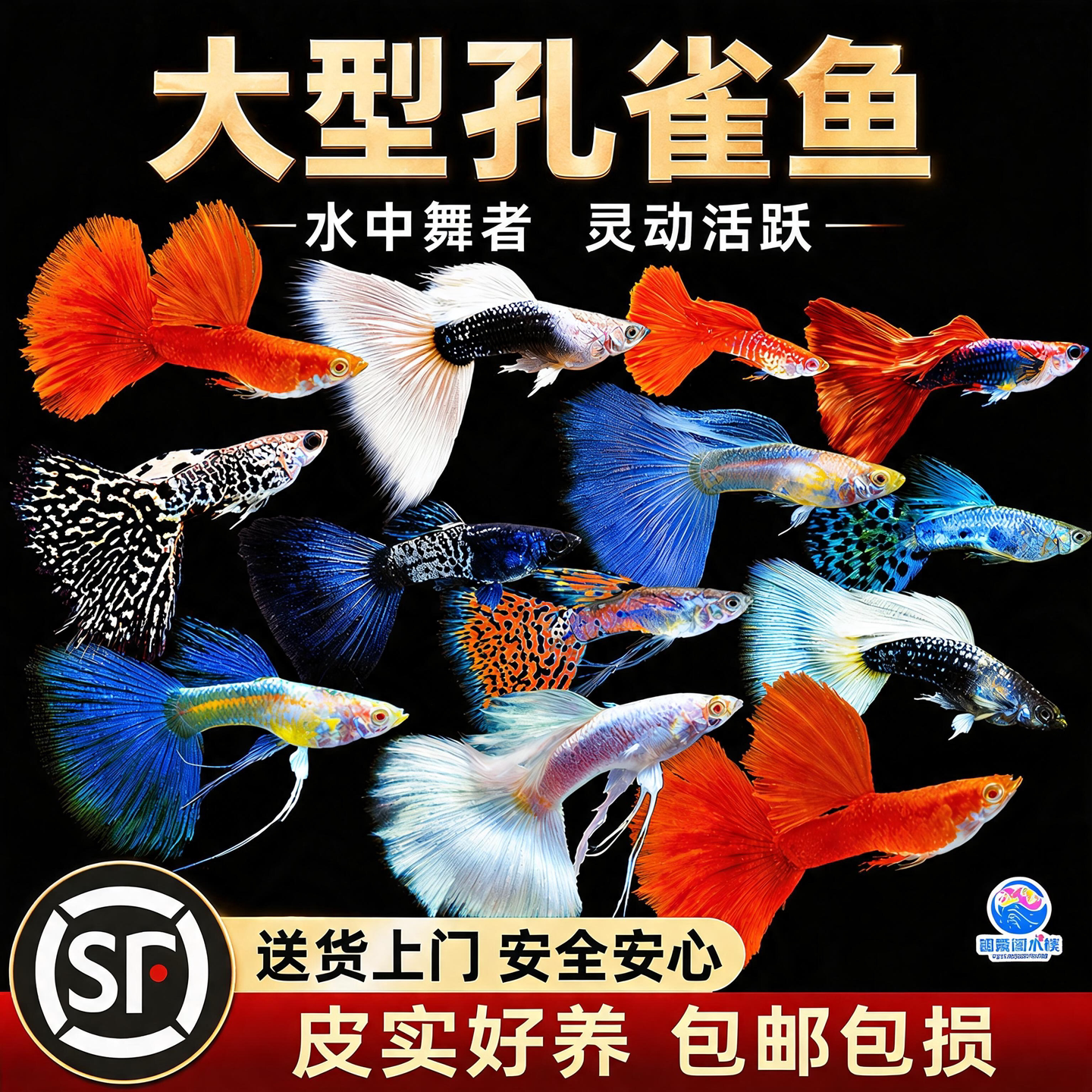 精品孔雀鱼活鱼大型鱼热带鱼苗观赏鱼新手好养耐活淡水凤尾胎生鱼图片