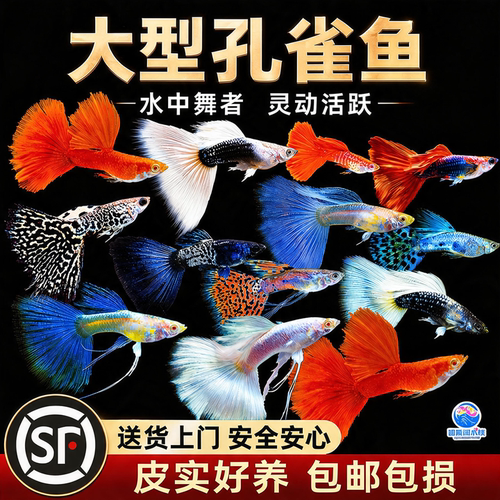 精品孔雀鱼活鱼大型鱼热带鱼苗观赏鱼新手好养耐活淡水凤尾胎生鱼