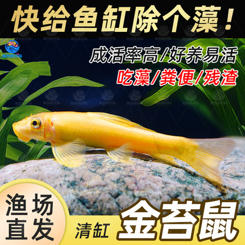 除藻净缸金苔鼠鱼吃鱼缸青苔垃圾除藻清洁工具鱼活体热带淡水鱼