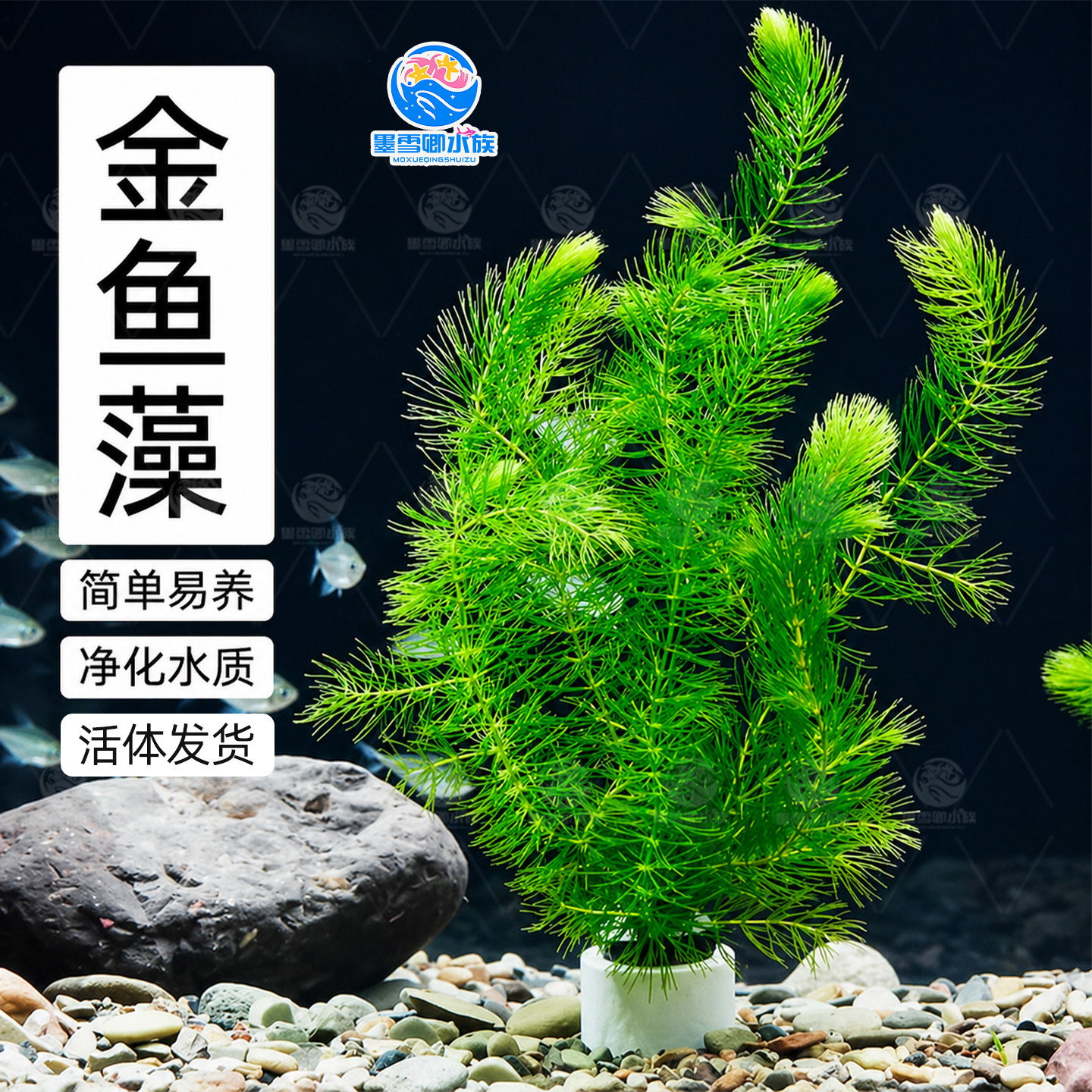 金鱼藻水草淡水水族箱鱼缸造景挂卵繁殖降低氨氮净化水质好养易活