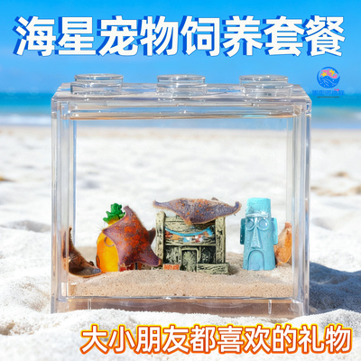 网红海星迷你海洋爬宠豪华海星饲养套餐桌面观赏懒人宠物儿童礼物