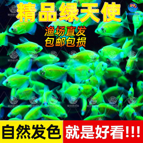 翡翠糖果天使鱼草缸群游热带七彩观赏鱼小型鱼苗彩色淡水耐活好养