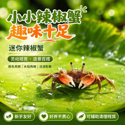 迷你蟹辣椒蟹活体宠物螃蟹观赏蟹吃虫除藻淡水蟹鱼缸爬行底栖动物
