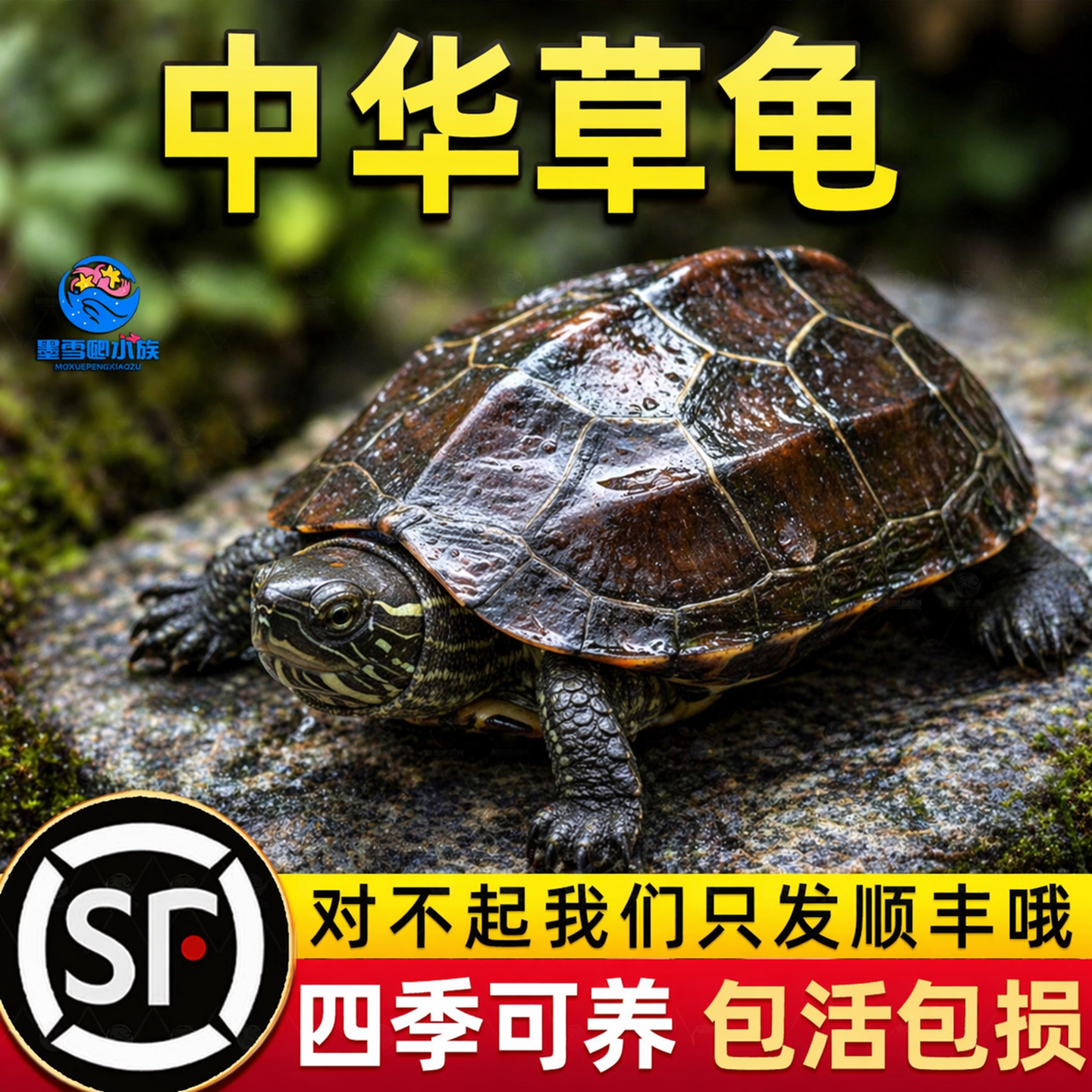 乌龟活物纯种中华草龟适合家养认主宠物活体陆地观赏巴西龟耐活