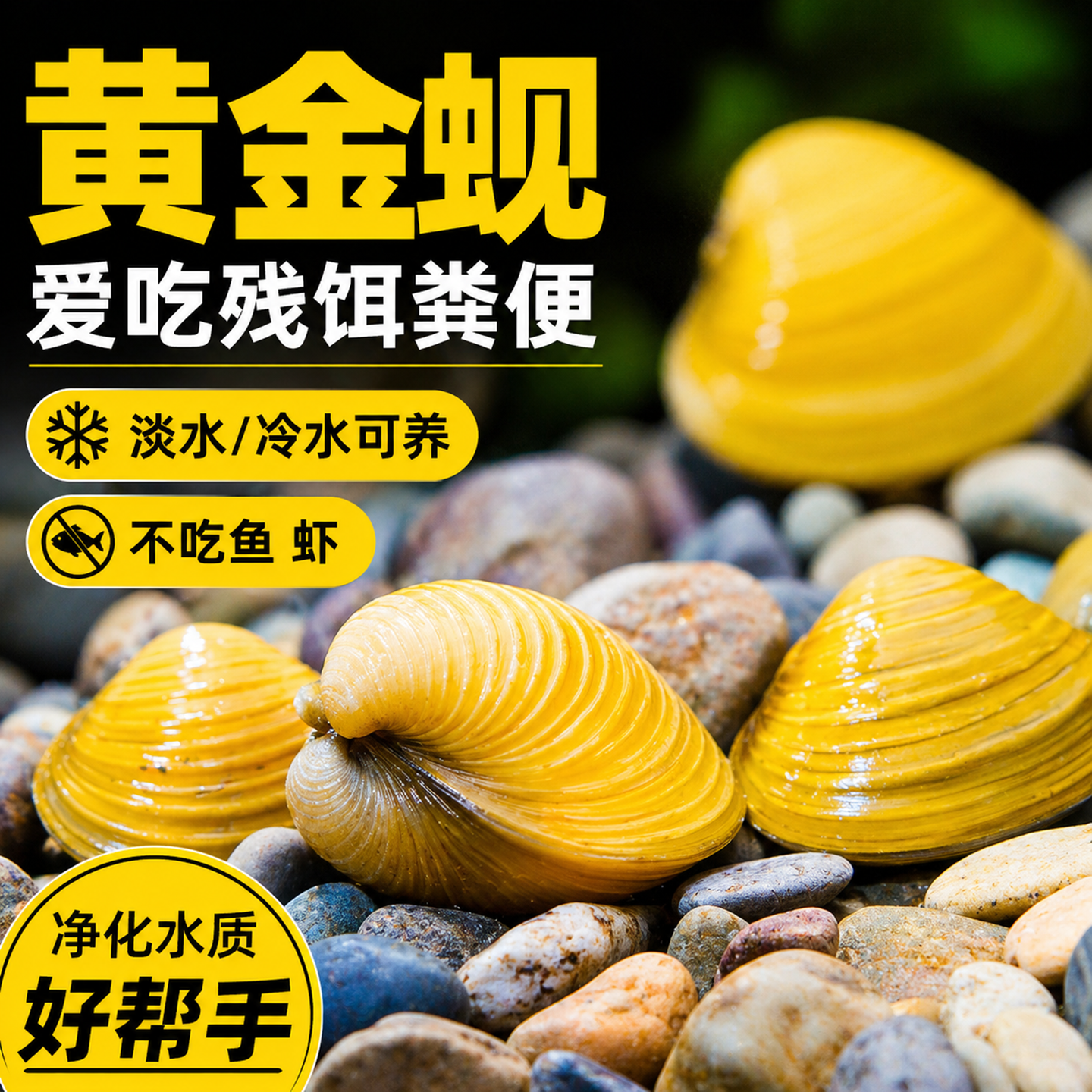 黄金蚬活体冷水淡水清道夫净水除藻工具鱼观赏河蚌小型鱼苗观赏鱼