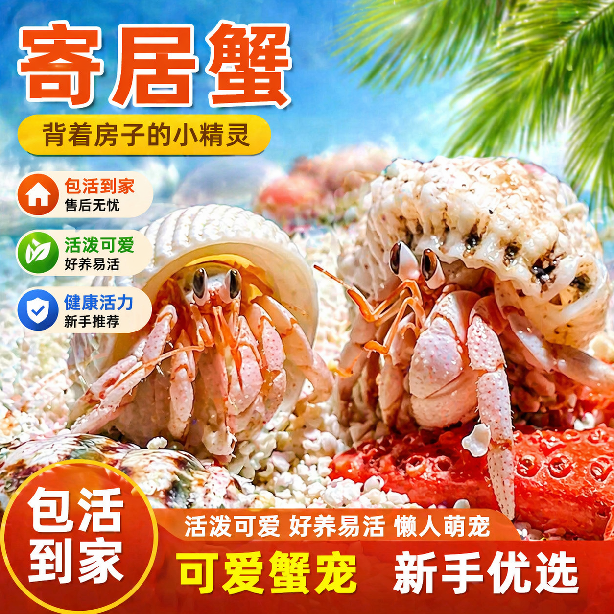 小豆丁陆生寄居蟹观赏蟹活物饲养造景套装好养易活螃蟹桌面萌宠蟹