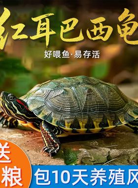 巴西龟情侣龟乌龟活物家养观赏宠物龟金钱龟黄金龟红耳小水龟乌龟