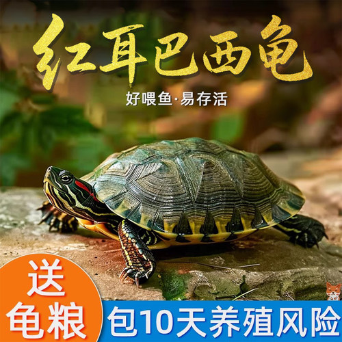 巴西龟情侣龟乌龟活物家养观赏宠物龟金钱龟黄金龟红耳小水龟乌龟
