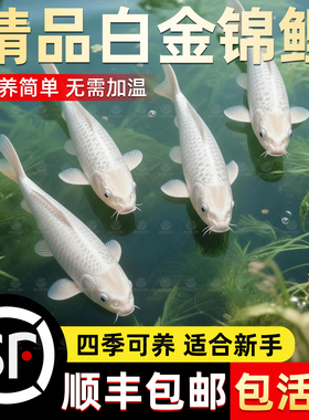 顺丰锦鲤活鱼观赏鱼纯种白色龙凤鱼冷水淡水好养耐活金鱼