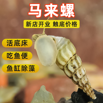 马来螺黄金观赏螺清洁鱼缸粪便杂质水藻净化水质草缸净水繁殖好养