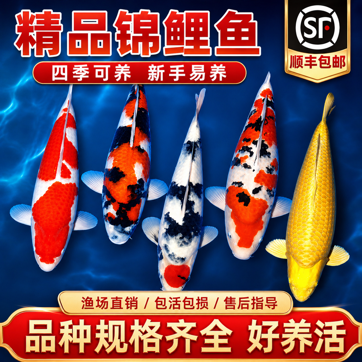 顺丰锦鲤活鱼冷水观赏鱼黄金纯种大正红白三色淡水好养耐活小金鱼