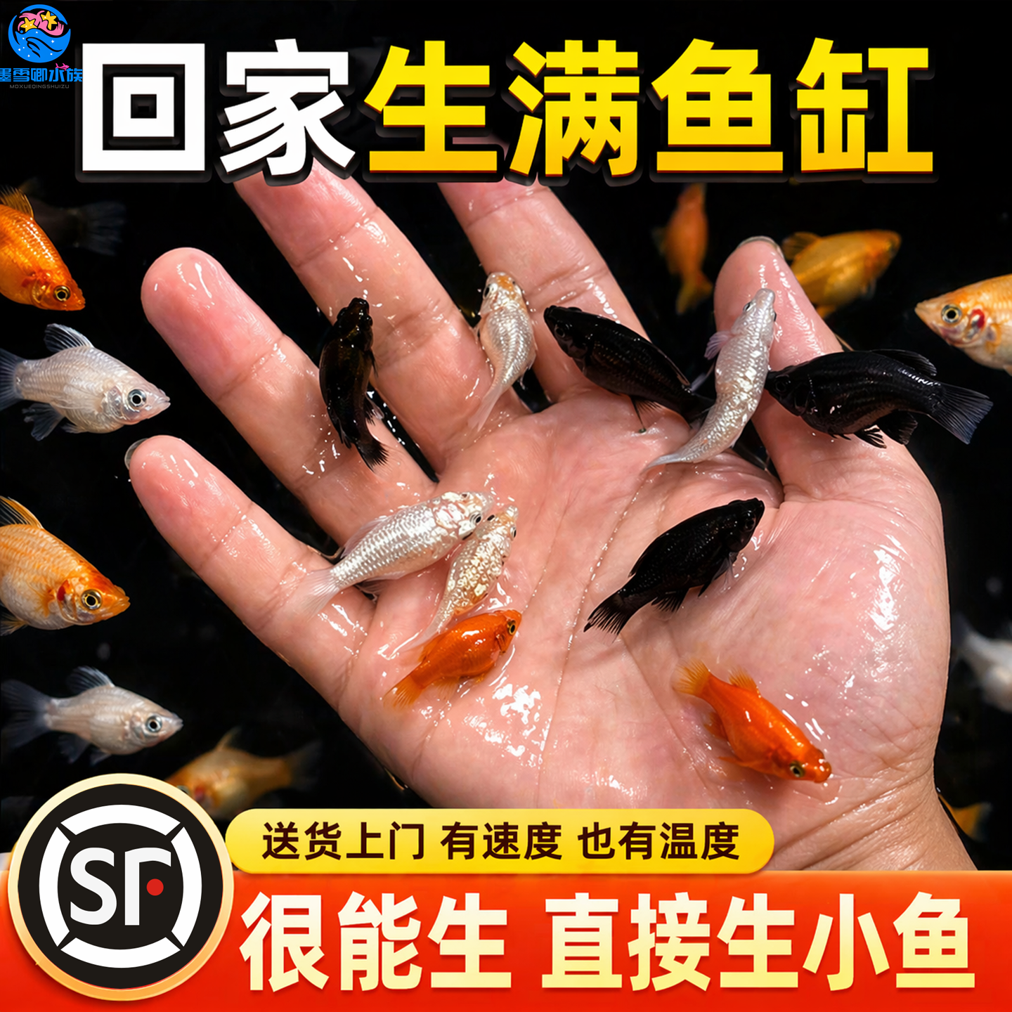胎生鱼活体玛丽球淡水冷水小鱼易繁殖鱼好养热带观赏鱼新手闯缸鱼