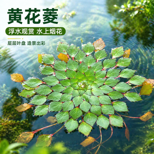 水上烟花浮萍水草植物鱼缸造景水培植物一叶莲水葫芦古法养鱼水草