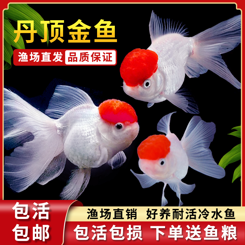 鸿运当头金鱼狮子活好养耐丹顶鹤