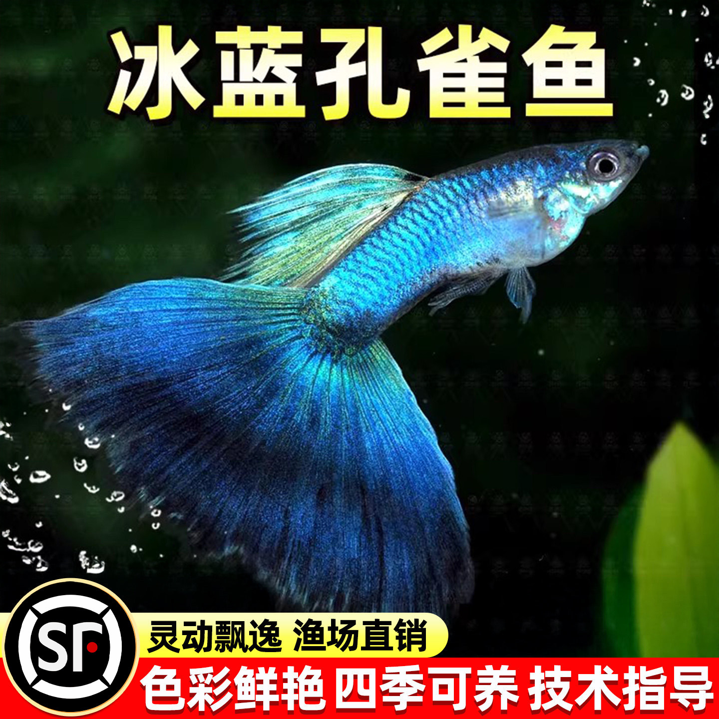 精品冰蓝孔雀鱼好养耐活鱼孕母临产小型热带胎生鱼苗观赏鱼凤尾鱼