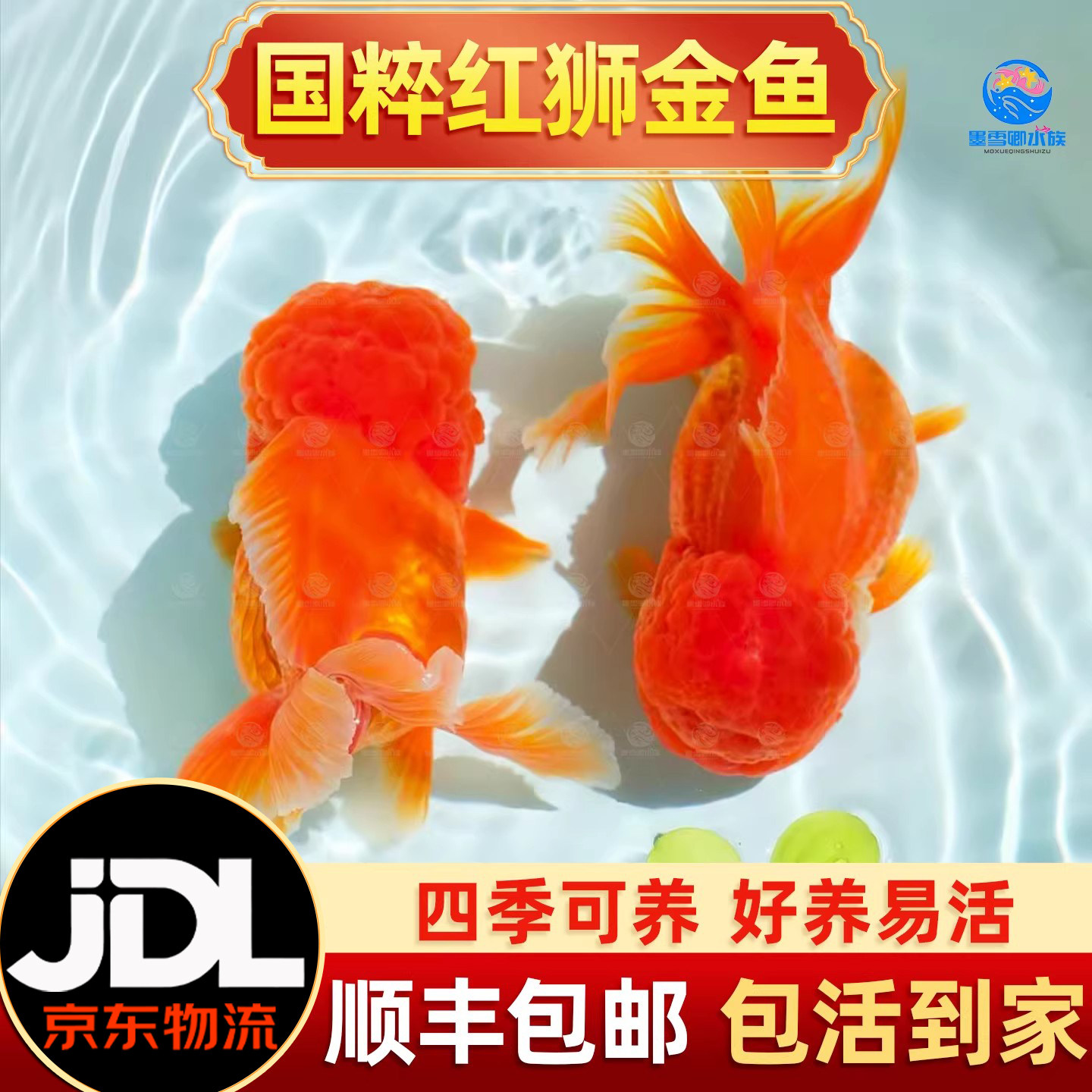 红狮金鱼国师鱼冷水鱼小金鱼活鱼淡水锦鲤观赏鱼好养耐活鱼不加温