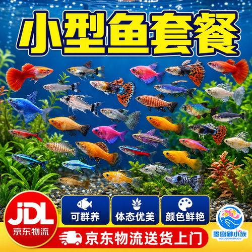 热带观赏鱼好养红绿灯斑马鱼淡水金鱼苗神仙孔雀小型宝莲灯科小鱼