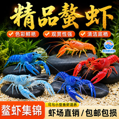 鳌虾观赏虾苗淡水冷水耐活体宠物红白蓝小龙虾冷水龙虾苗火山原生
