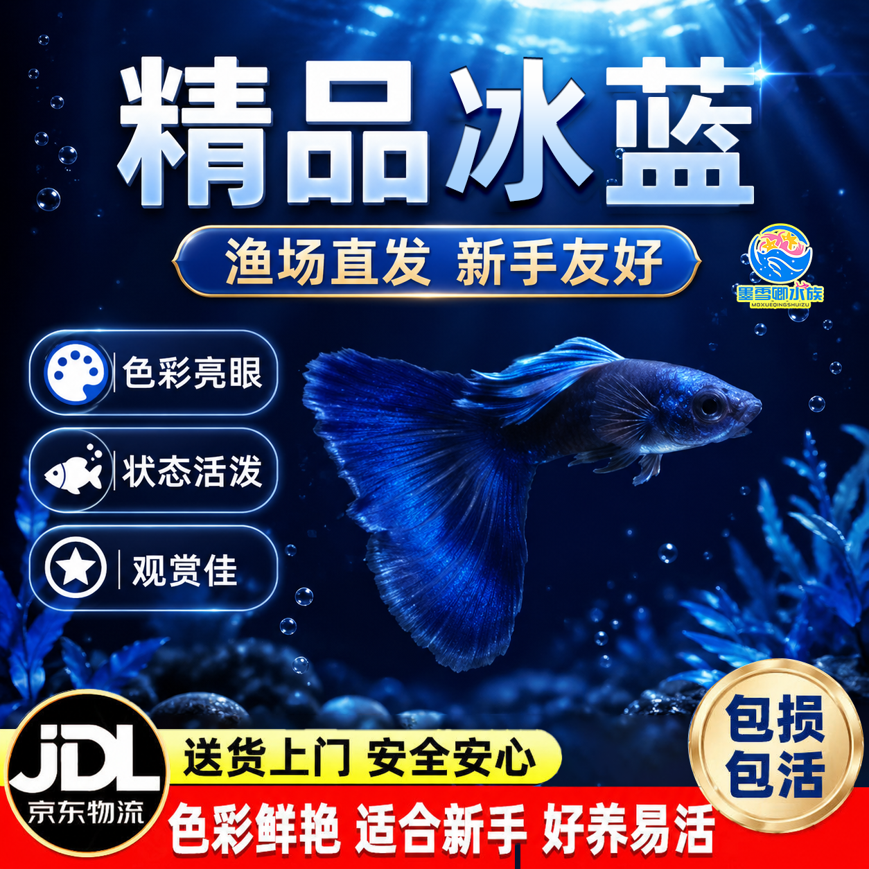 精品冰蓝孔雀鱼活鱼纯种大尾巴孕母临产凤尾鱼小型热带观赏鱼鱼苗