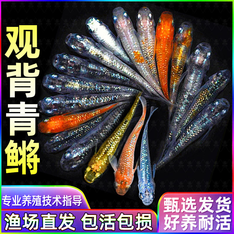 观背青鳉观赏鱼好养耐活不打氧淡水魔法鱼小型锦鲤金鱼冷水群游鱼