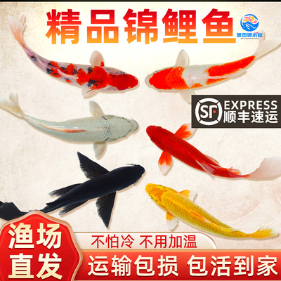 顺丰锦鲤招财鱼金鱼活鱼冷水淡水鱼苗观赏鱼小型好养耐活纯种红白