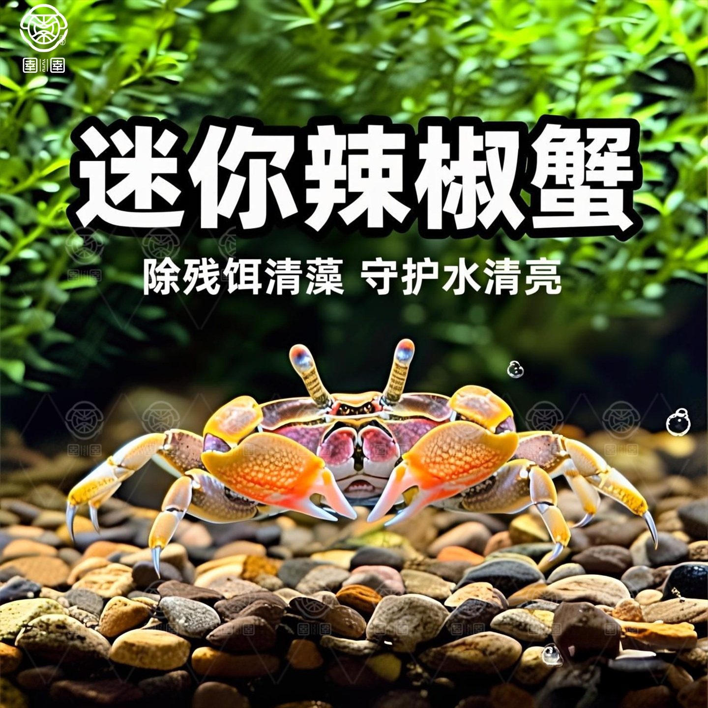 迷你辣椒蟹观赏蟹宠物螃蟹淡水鱼缸除藻吃粪便清洁工具深水小螃蟹,宠物/宠物食品及用品,其它水族宠物,淘宝优惠券,粉丝福利购,淘宝优惠卷