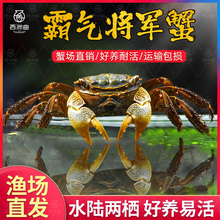 大号将军蟹宠物活体淡水深水观赏蟹鱼缸除藻清洁工具好养耐活冷水