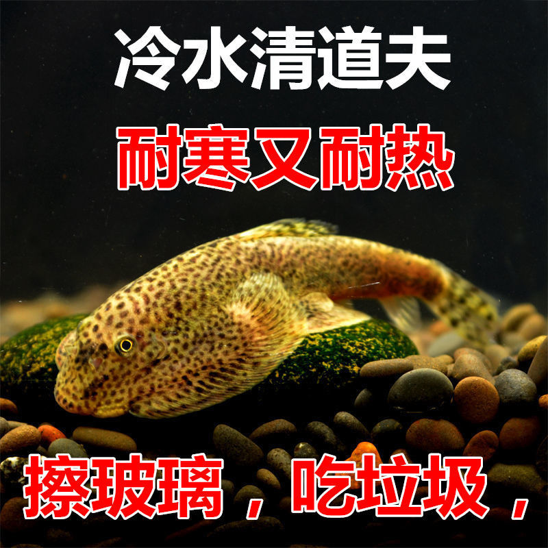 贵州爬岩鳅琵琶鱼双吸盘冷水清道夫不加温除藻鱼缸清洁工原生鱼