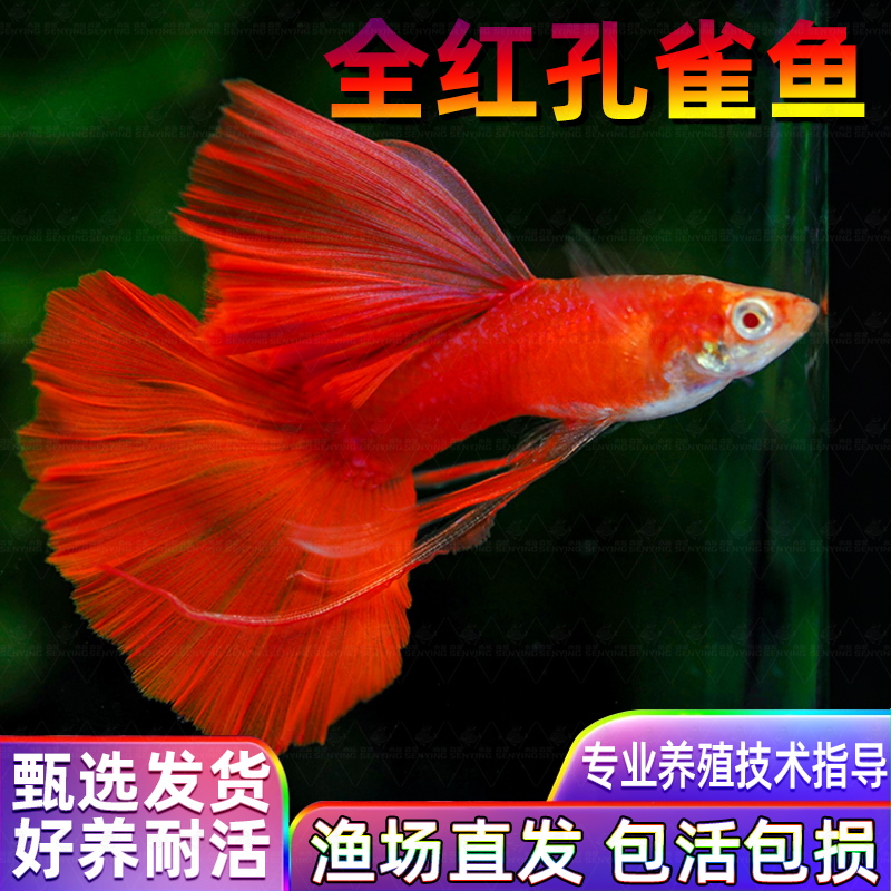 美国全红孔雀鱼热带鱼小型纯种观赏鱼孔雀鱼凤尾鱼孔雀胎生易繁殖