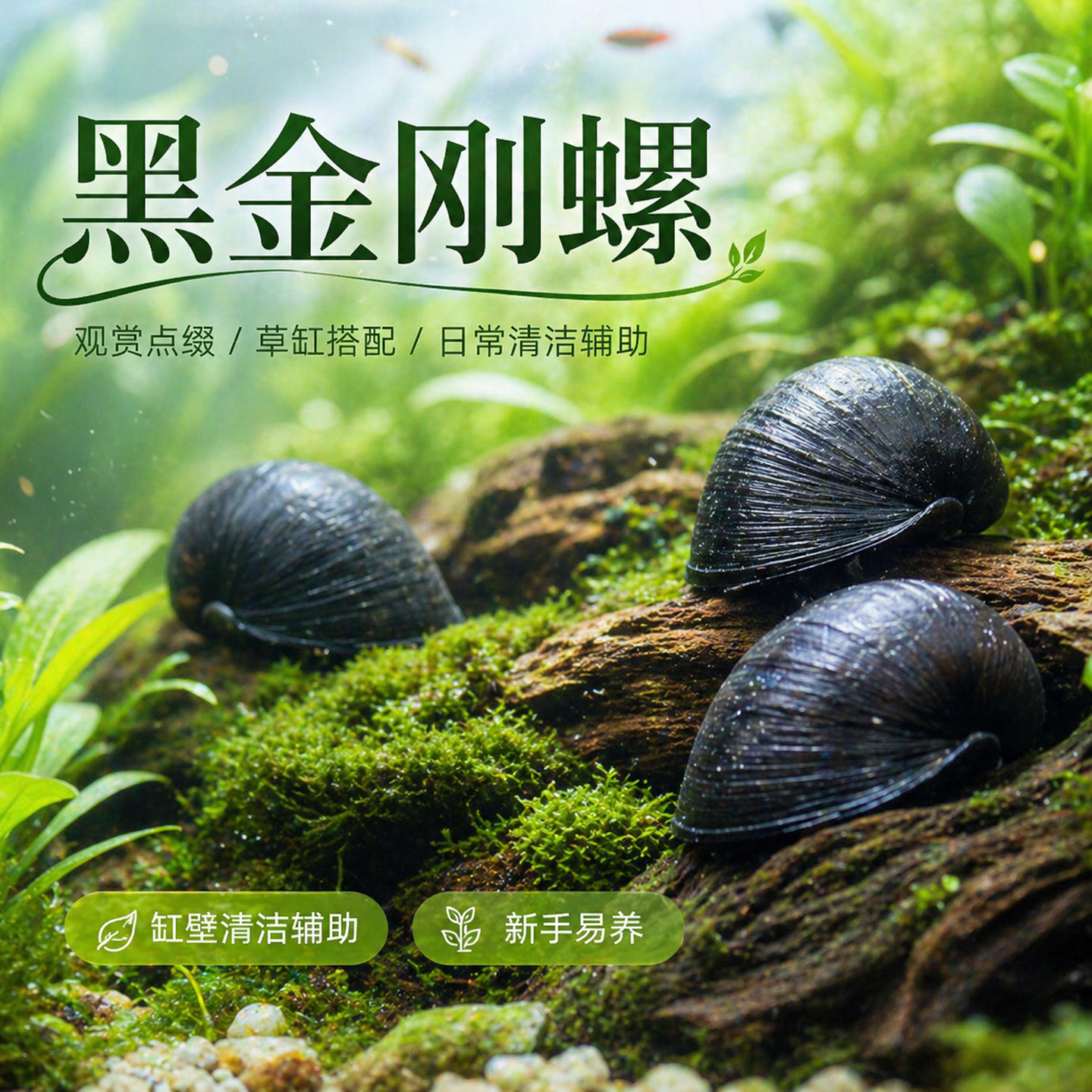 黑金刚螺鱼苗观赏鱼清道夫鱼鱼缸清洁工具鱼淡水吃藻除藻观赏螺