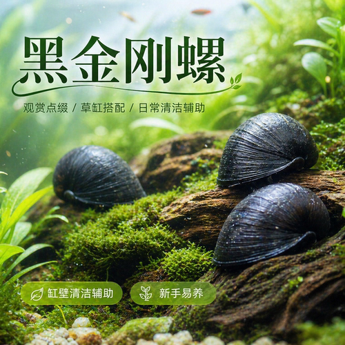 黑金刚螺鱼苗观赏鱼清道夫鱼鱼缸清洁工具鱼淡水吃藻除藻观赏螺