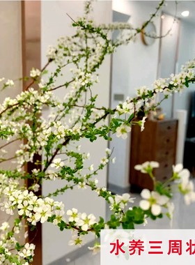 云南鲜枝雪柳长花期带芽雪柳鲜花水培插水泡水开花枝条