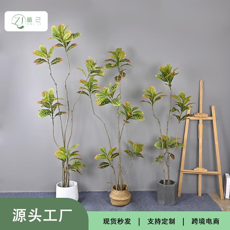 仿生绿植洒金榕家居装饰大型落地盆栽变色木洒金榕