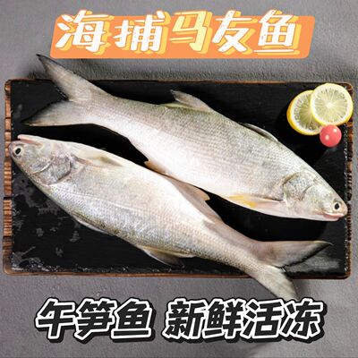 湛江午鱼海捕冰鲜马友鱼冷冻水产新鲜海鲜大马友深海午笋鱼
