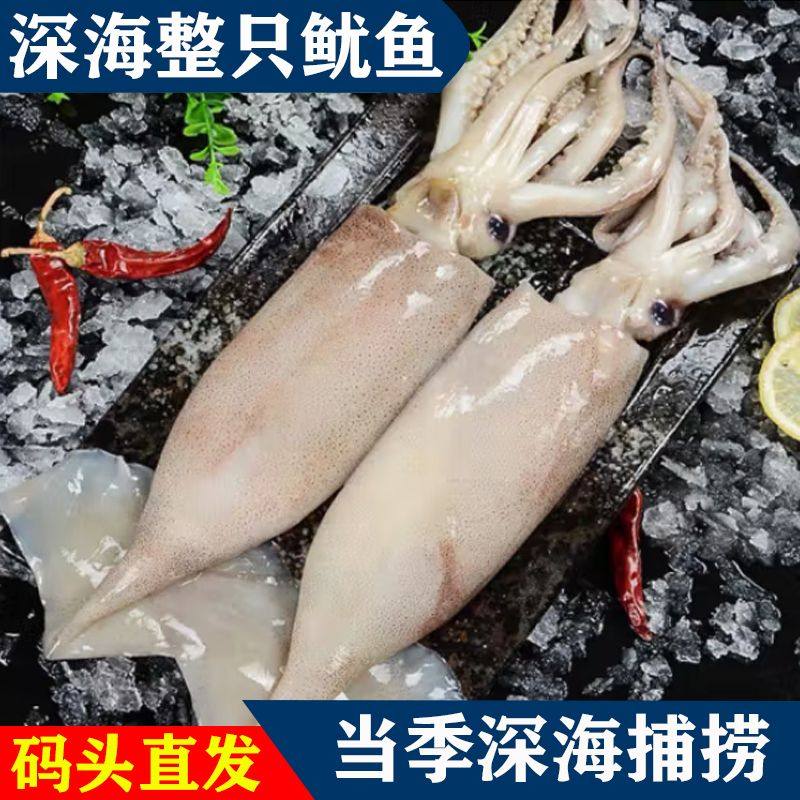 超特大鱿鱼鲜活无冰深海捕冷冻水产野生新鲜大鱿鱼整只烧烤批发