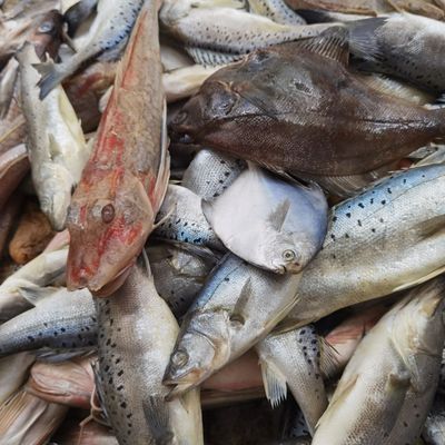 海杂鱼新鲜杂拌鱼大连新鲜海杂鱼大连新鲜杂拌鱼大连海鲜